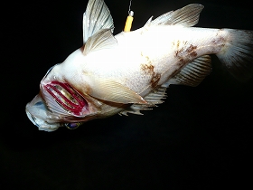 F̔ZAitbLO