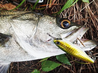 シーバス60cm（K-太70リップレス）
