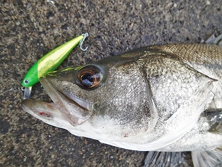 シーバス58cm（ビーフリーズ78S）